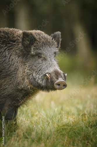 Wildboar close-up in forest clearing