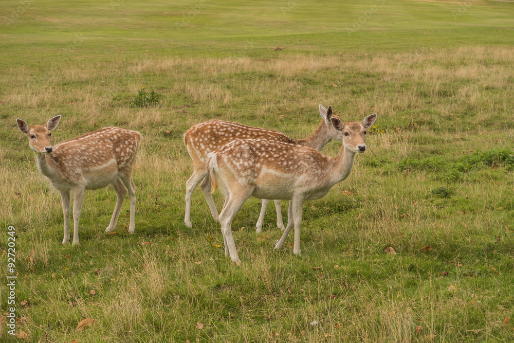 A small group of Fallow deer / Deer Grazing in the Beautiful Kent countryside