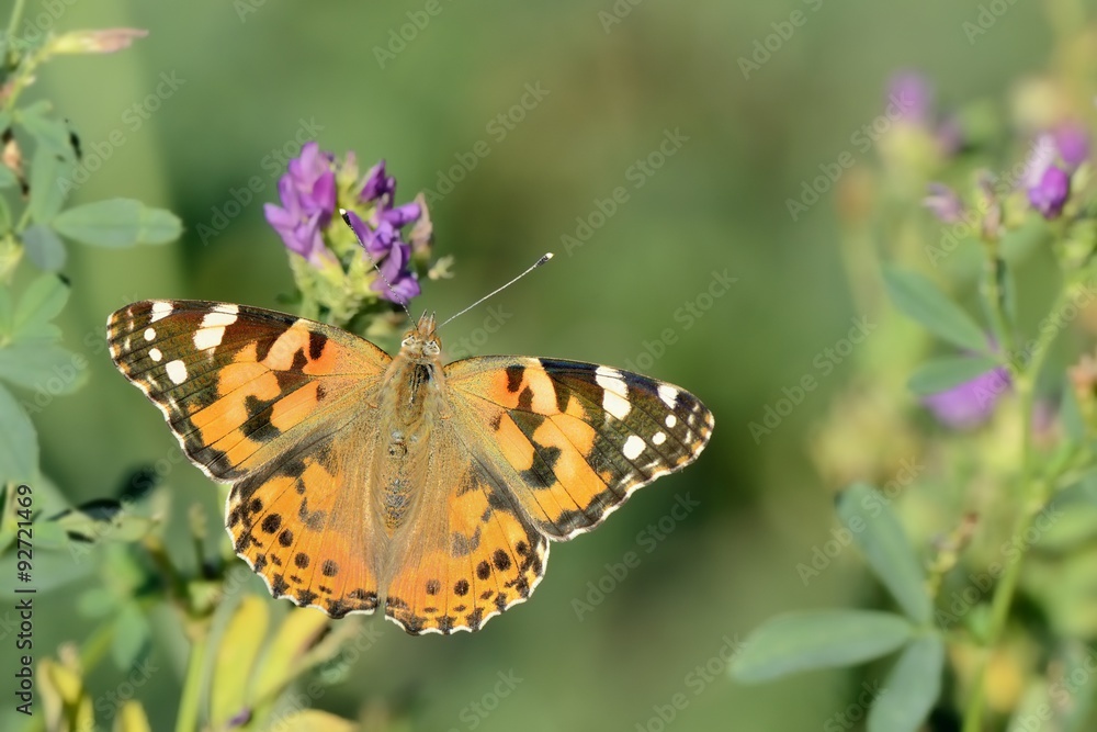 Fototapeta premium Vanessa cardui su erba medica