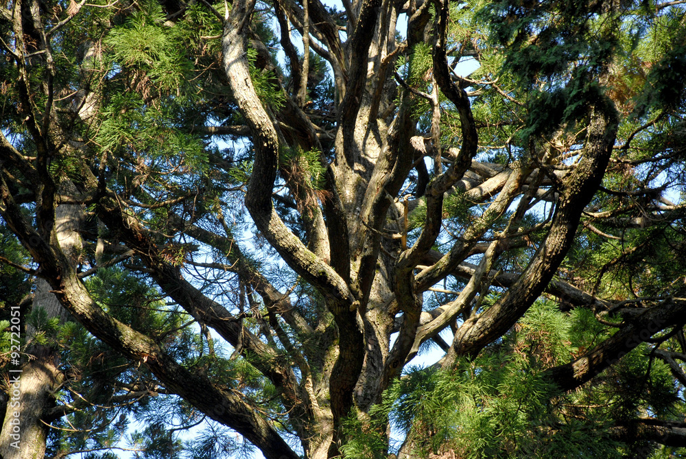 Obraz premium 森の樹木