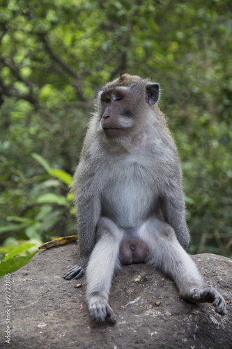 Monkey family at sacred monkey forest Ubud Bali Indonesia.