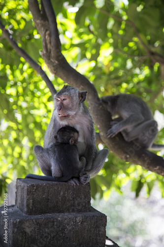 Monkey family at sacred monkey forest Ubud Bali Indonesia. photo