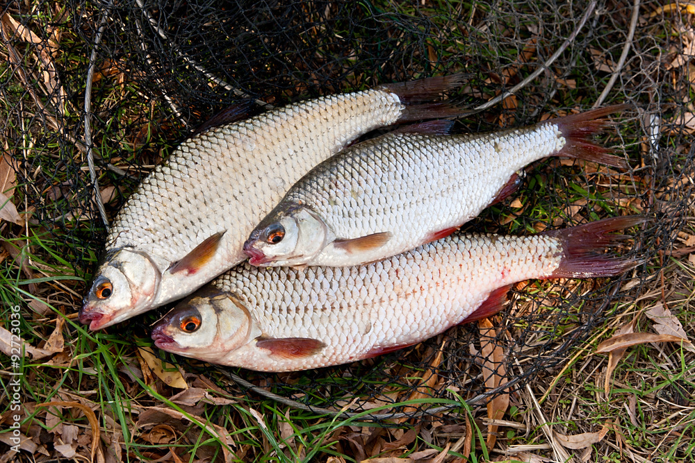 Several of roach fish on the withered grass. Several of roach fish on the withered grass.