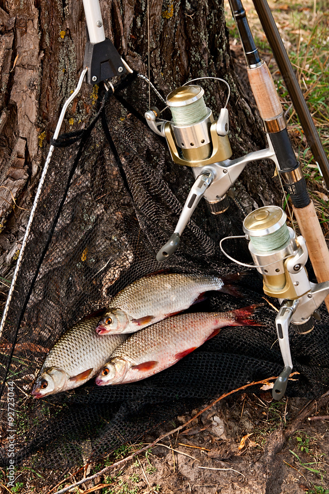 Catching freshwater fish and fishing rods with fishing reel. Catching freshwater fish and fishing rods with fishing reel.