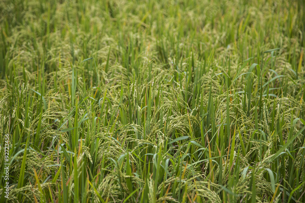 Rice paddies in Bali Indonesia Rice paddies in Bali Indonesia