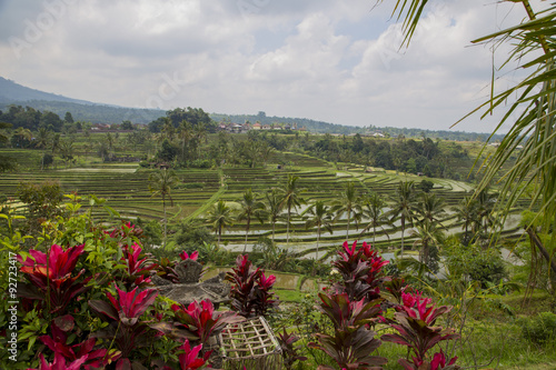 Obraz na plátně Rice paddies in Bali Indonesia