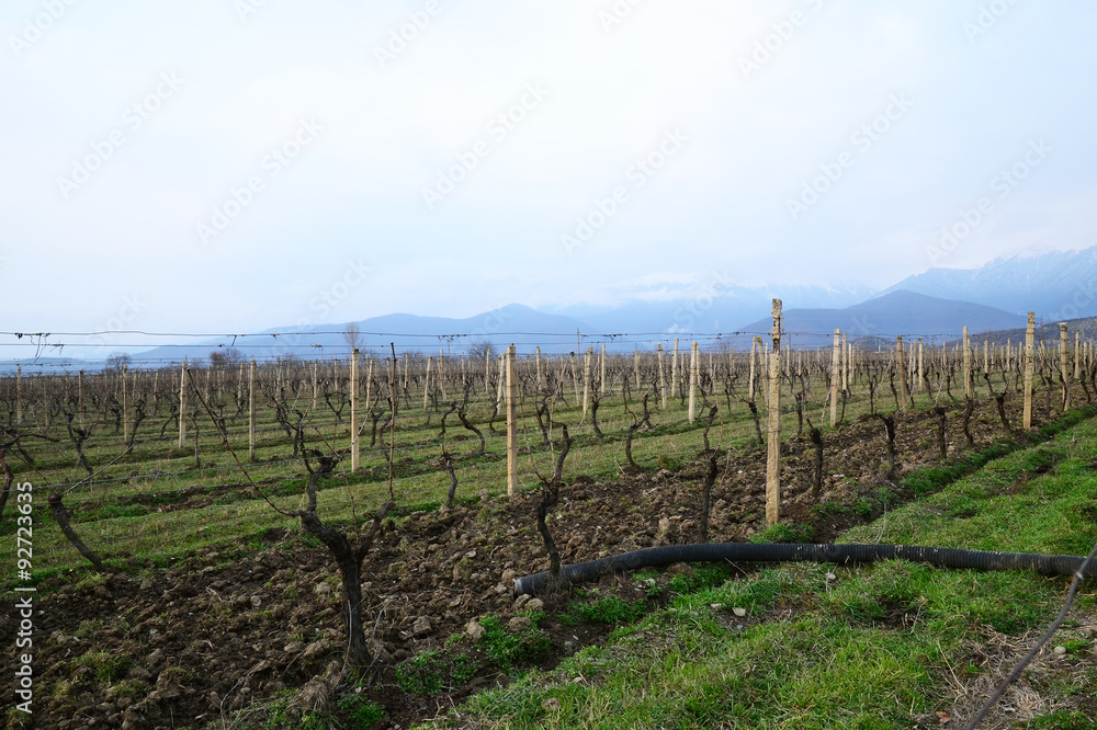 Vineyard in Kakheti wine region, Georgia, Alazani Valley
