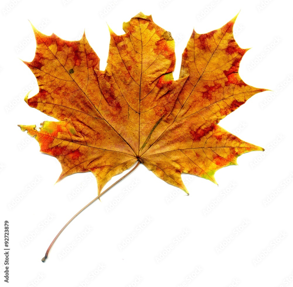 Detailed Fall Maple Leaf