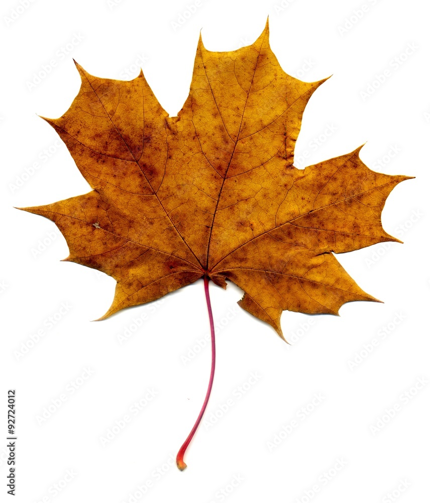 Fototapeta premium Detailed Fall Maple Leaf