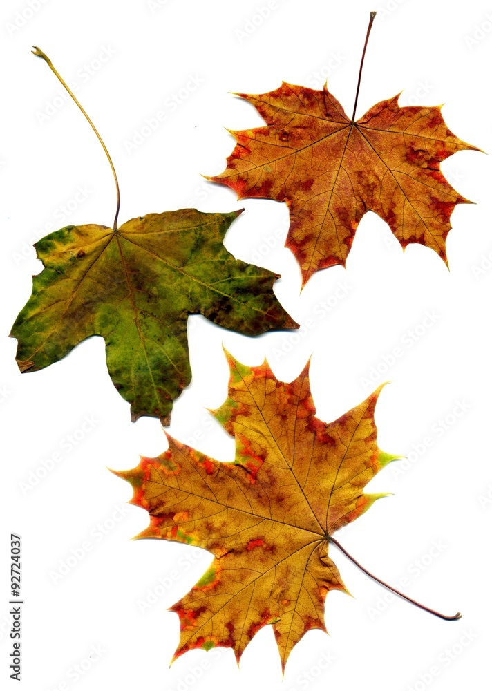 Detailed Fall Maple Leaf Detailed Fall Maple Leaf
