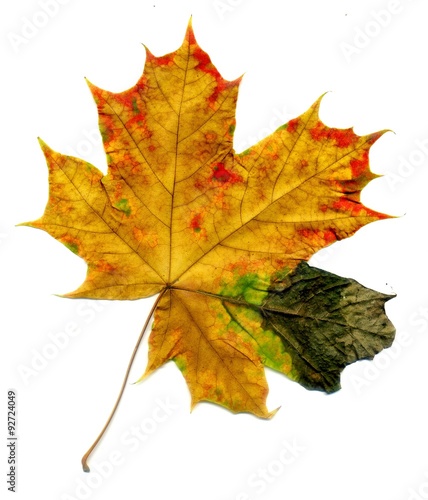 Detailed Fall Maple Leaf