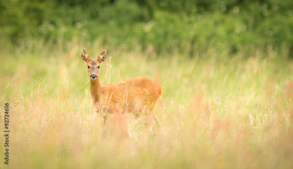 female roe deer in a meadow looking at the camera