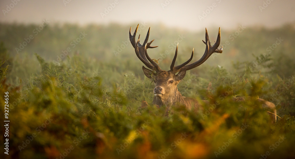 Fototapeta premium Red deer stag looking at the camera