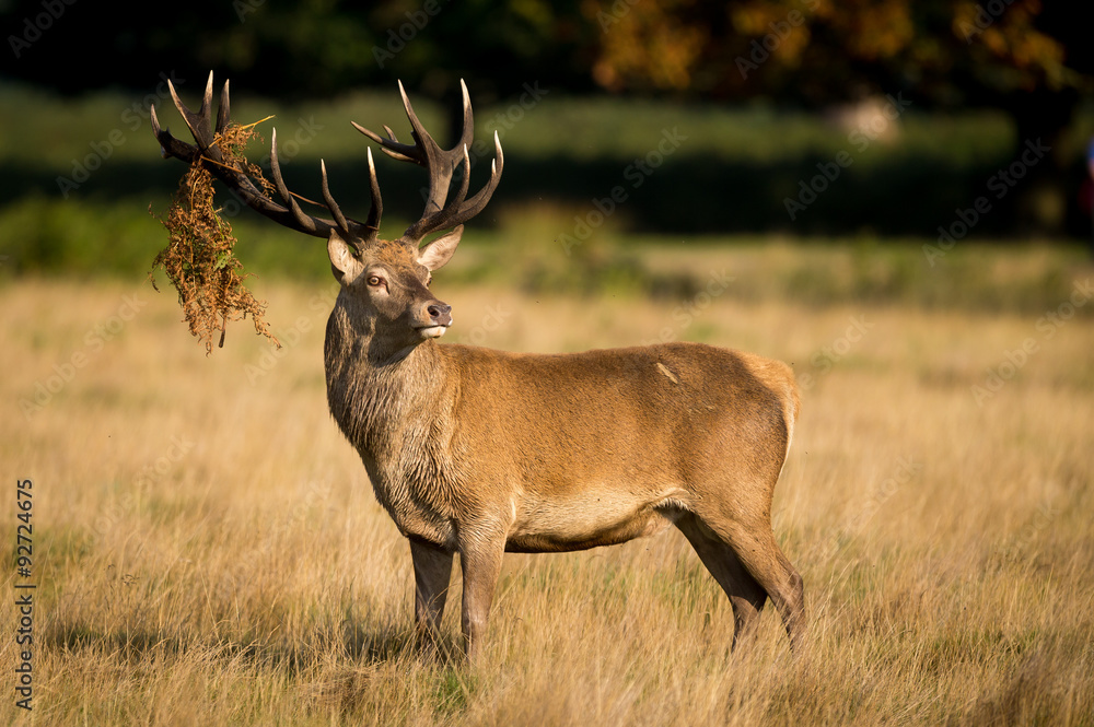 Fototapeta premium Red deer stag