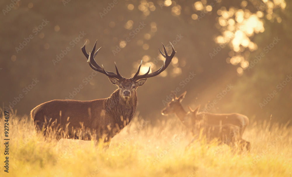 Fototapeta premium Jeleń jelenie w złotym świetle poranka
