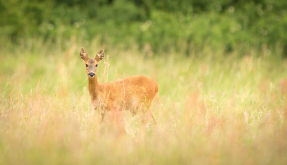 Fotobehang Ree Vrouwelijke ree in weide  © bridgephotography