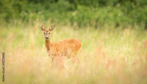Canvas Print female roe deer in a meadow looking at the camera