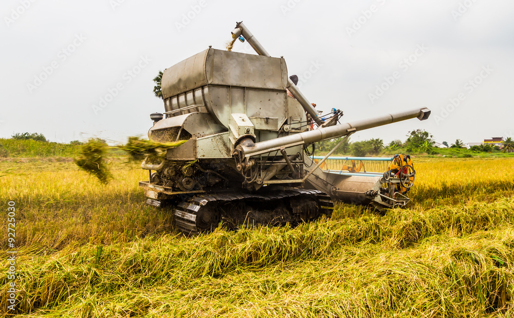 Naklejka premium Combine Harvester in rice field