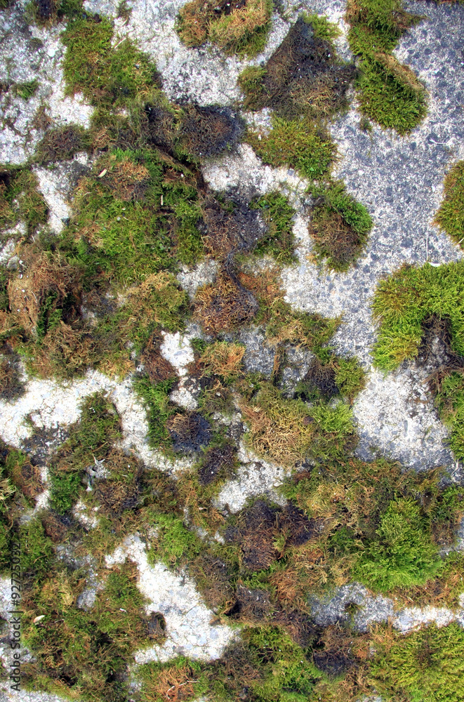 Old Concrete Moss Covered Texture