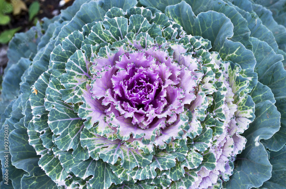Obraz premium cauliflower closeup