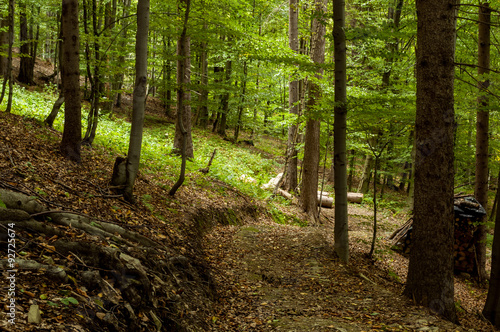 Winding Road in forest