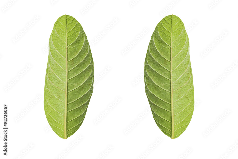 Green leaf isolated on white background with Clipping path Green leaf isolated on white background with Clipping path