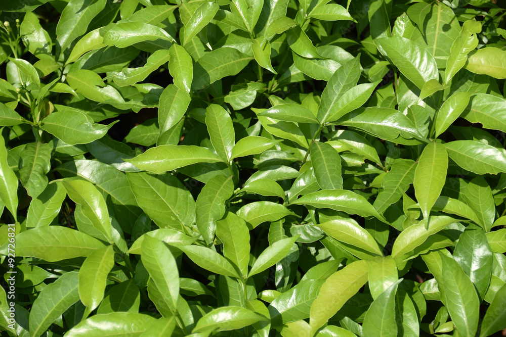 Features images of leaves For a background Features images of leaves For a background