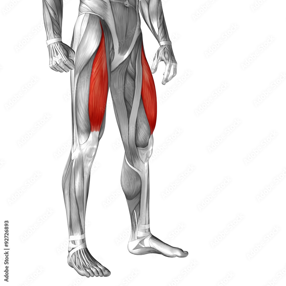 Conceptual 3D human front upper leg muscle anatomy Conceptual 3D human front upper leg muscle anatomy