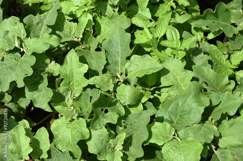 Features images of leaves For a background