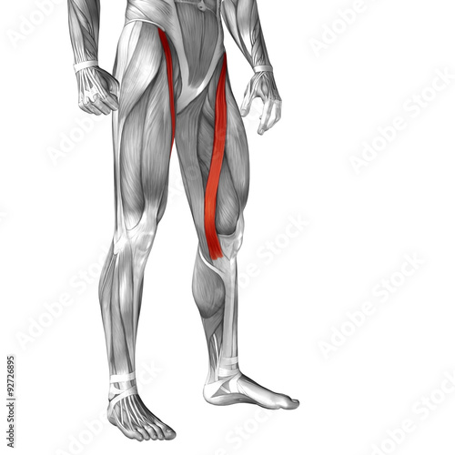 Conceptual 3D human front upper leg muscle anatomy photo