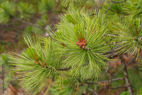 branches of Siberian dwarf pine with young cones