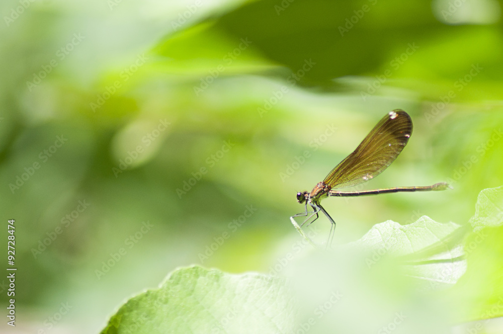 Shot of a brown dragonfly resting on a green leaf Shot of a brown dragonfly resting on a green leaf