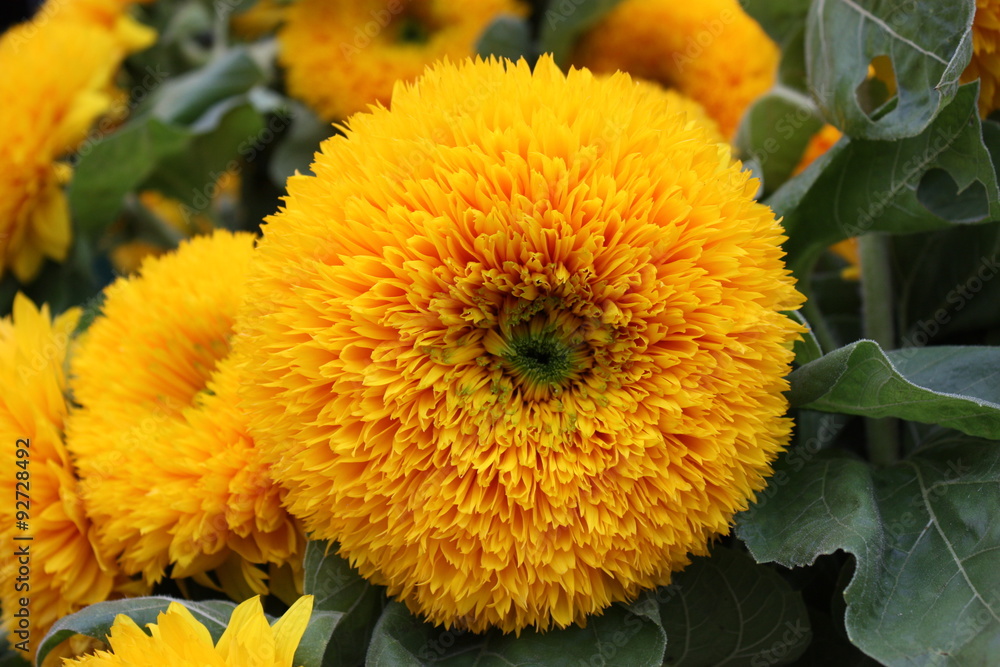 Naklejka premium sunflower yellow tots or teddy bear