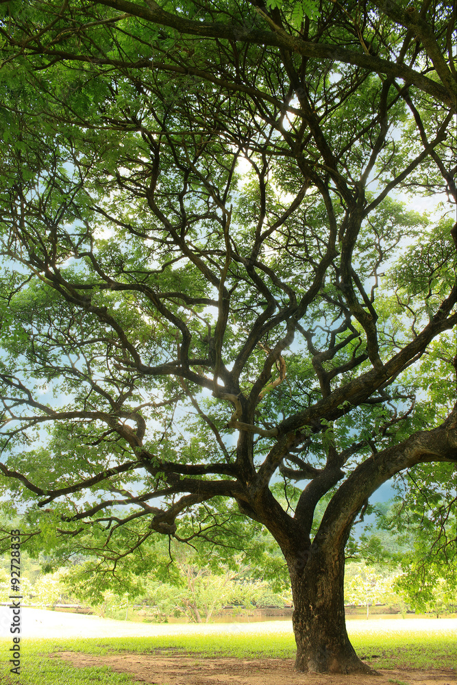 big tree with branches