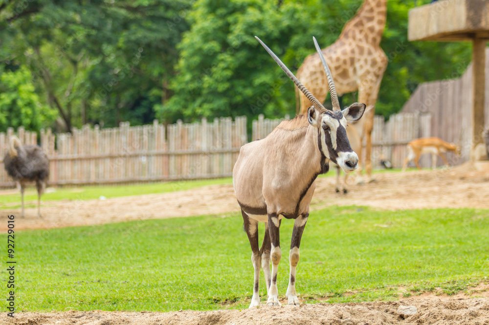 Oryx gazella in zoo. Oryx gazella in zoo.
