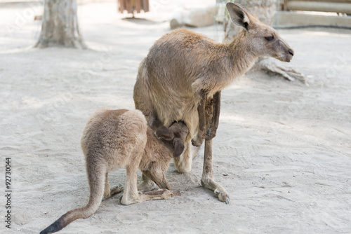 Kangaroos at Gan Garoo