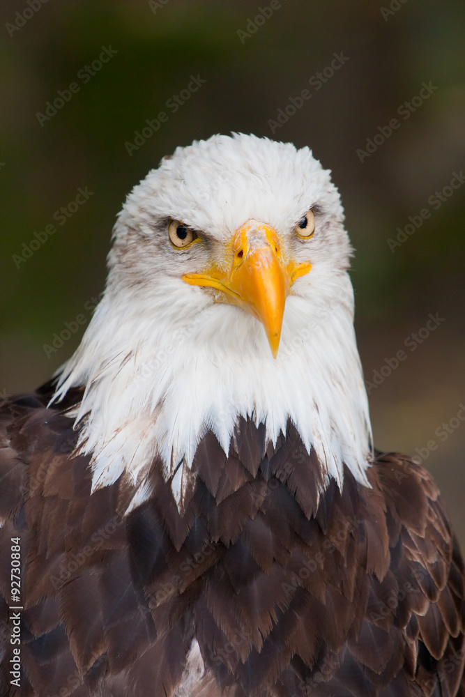 Haliaeetus leucocephalus - bald eagle closeup Haliaeetus leucocephalus - bald eagle closeup