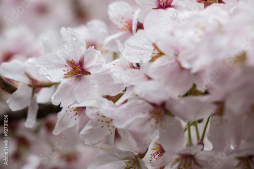 Sakura. the most beautiful flower in japan.  photo