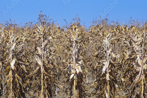 field of ripe corn before harvest