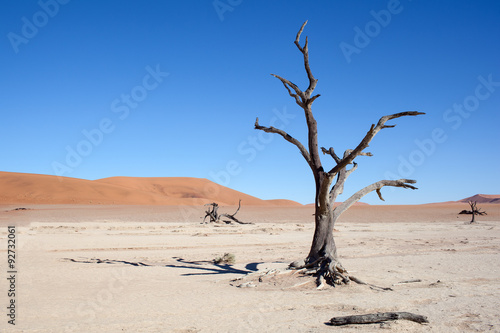 Deserto della Namibia, albero secco