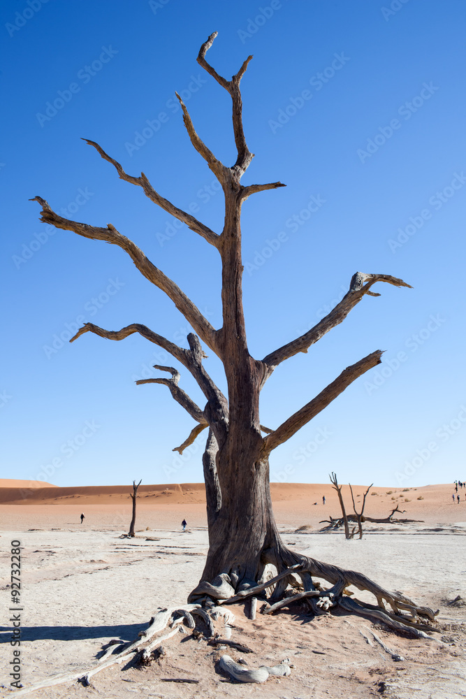 Albero morto nel deserto della Namibia Albero morto nel deserto della Namibia