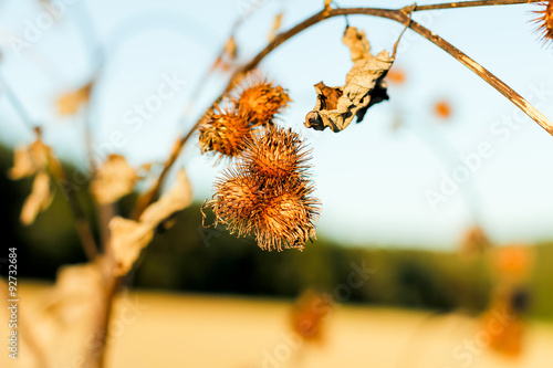 Thistles (Cirsium - Kratzdisteln) photo