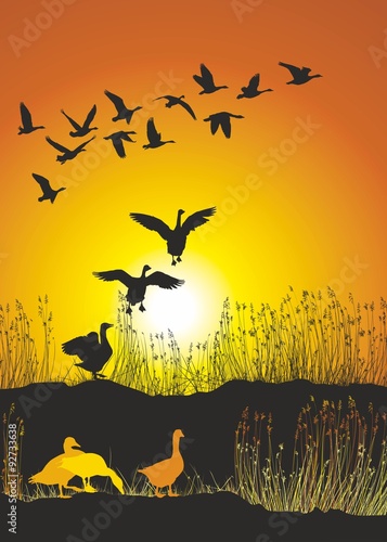 Migrating geese at sunset