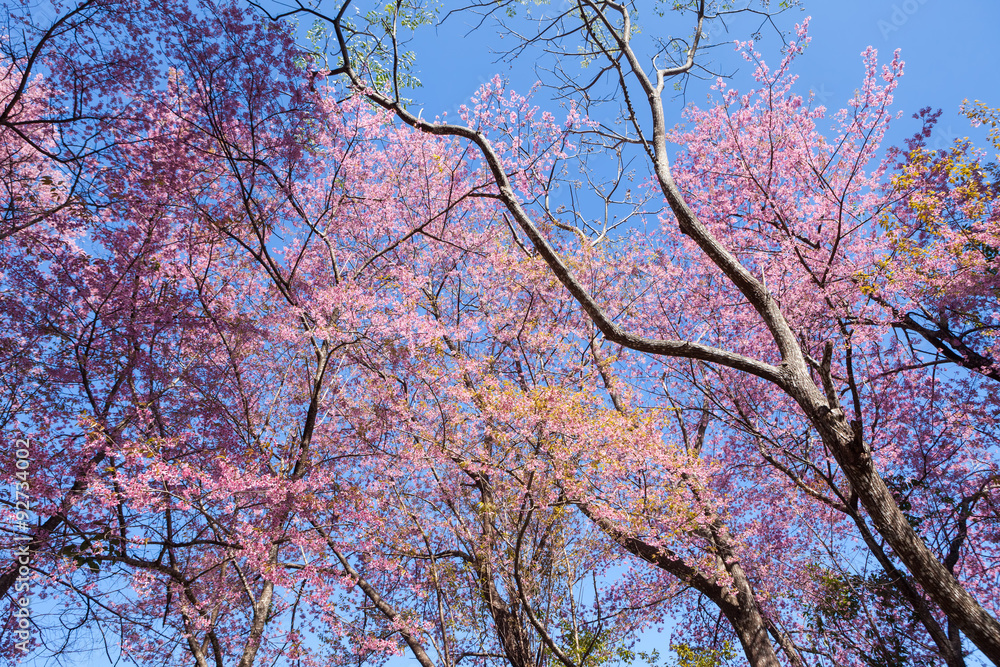 Cherry blossom tree with leafless branches Cherry blossom tree with leafless branches