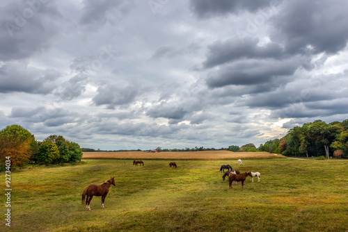 Fototapeta Naklejka Na Ścianę i Meble -  Horses grazing on a Maryland Farm in Autumn