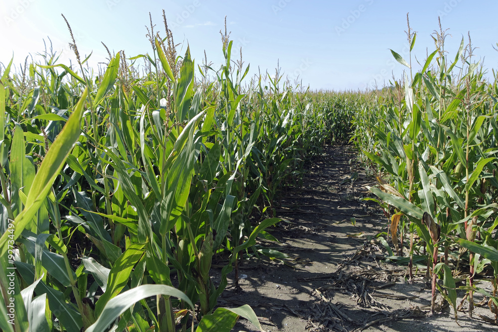 Fototapeta premium corn field