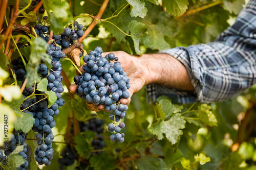 Grapes harvest in vineyard