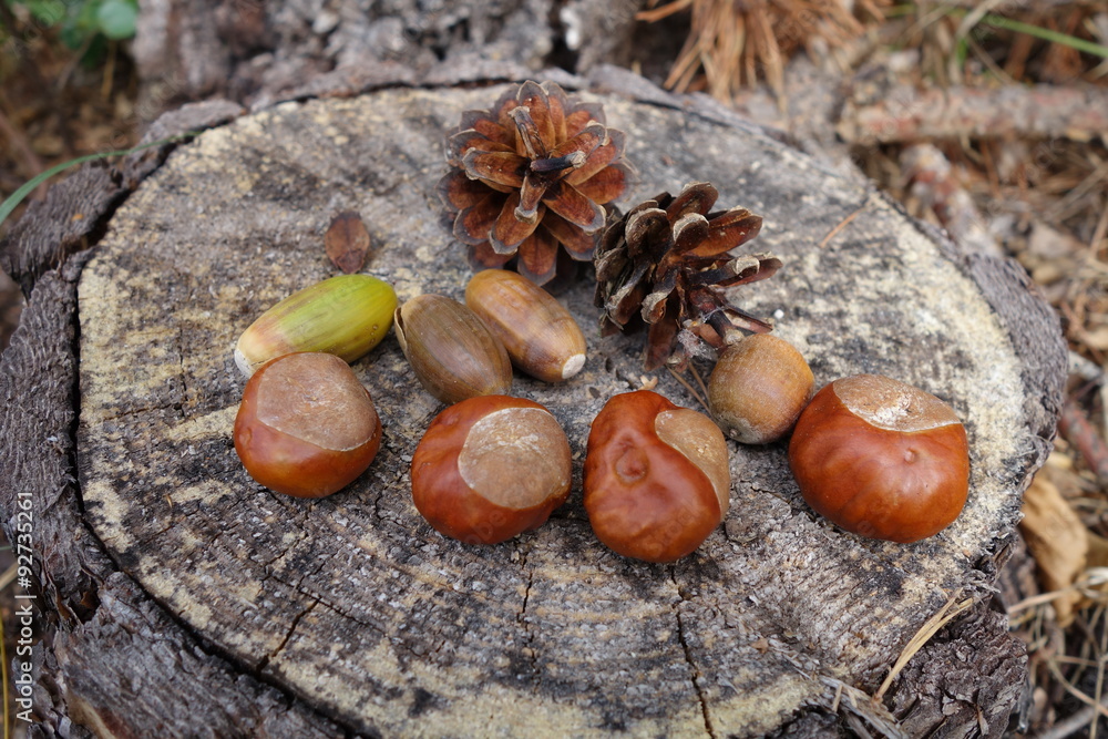 Obraz premium Naturalien im Herbst