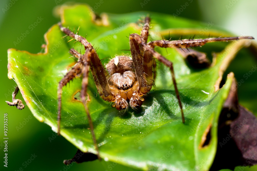 Fototapeta premium Mean Giant Garden Wolf Spider on a leaf