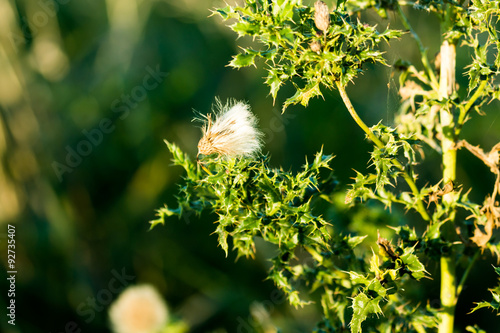 Thistles (Cirsium - Kratzdisteln) photo